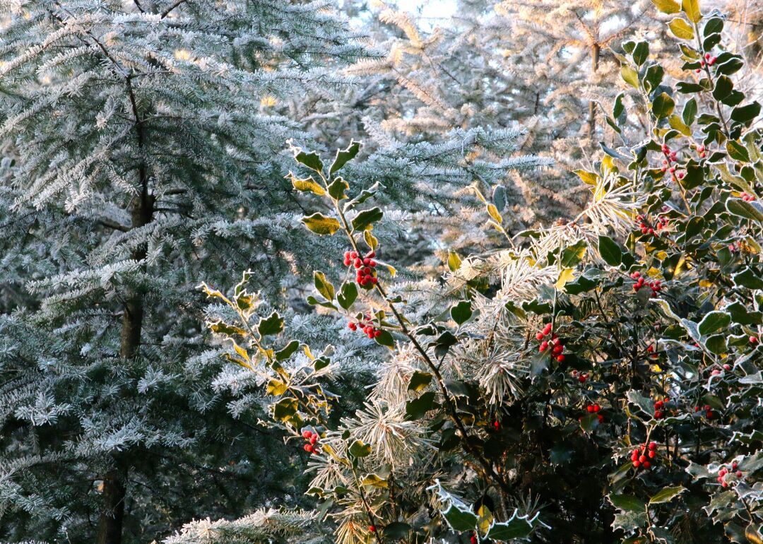 Answer: Tree #11